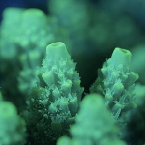 Speciality UV Snorkel<br>with Dive Lord Howe